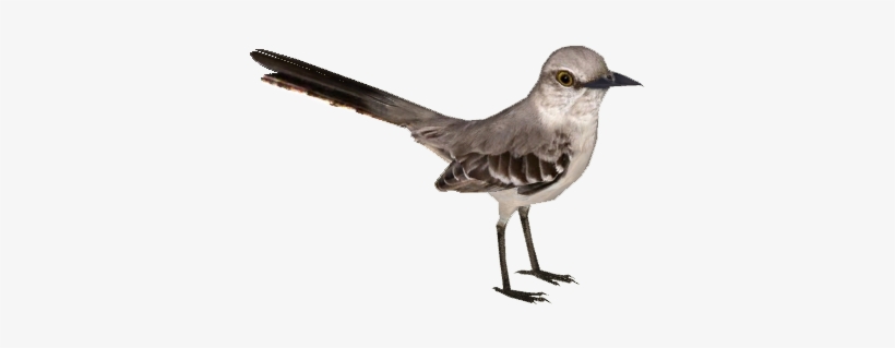 Northernmockingbird Tamarahenson - Northern Mockingbird Png, transparent png #534210