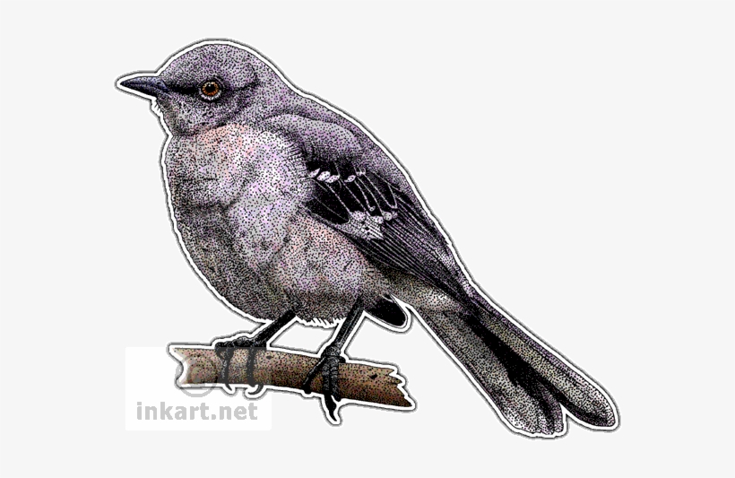 Wildlife Art Songbirds Decal - Ruby Throated Hummingbird Drawing, transparent png #534252