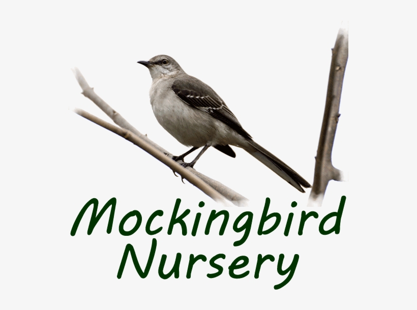 Mockingbird Logo Live 2x - Mockingbird, transparent png #534664