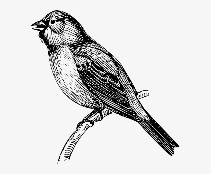 Vector Drawing Mockingbird Stock Vector - Mockingbird Drawing Png, transparent png #534787
