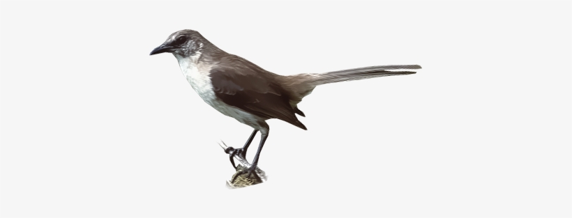 Socorro Mockingbird - Northern Mockingbird, transparent png #534908