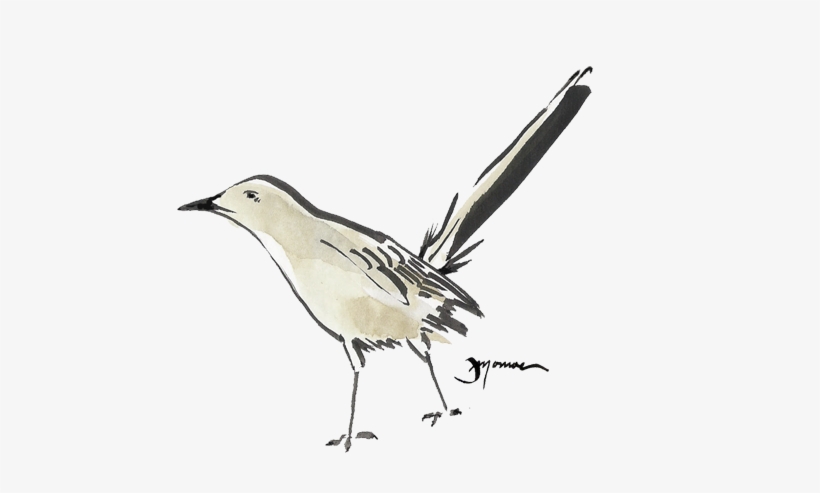 Mockingbird Watercolor - Mockingbird Watercolor Png, transparent png #534911