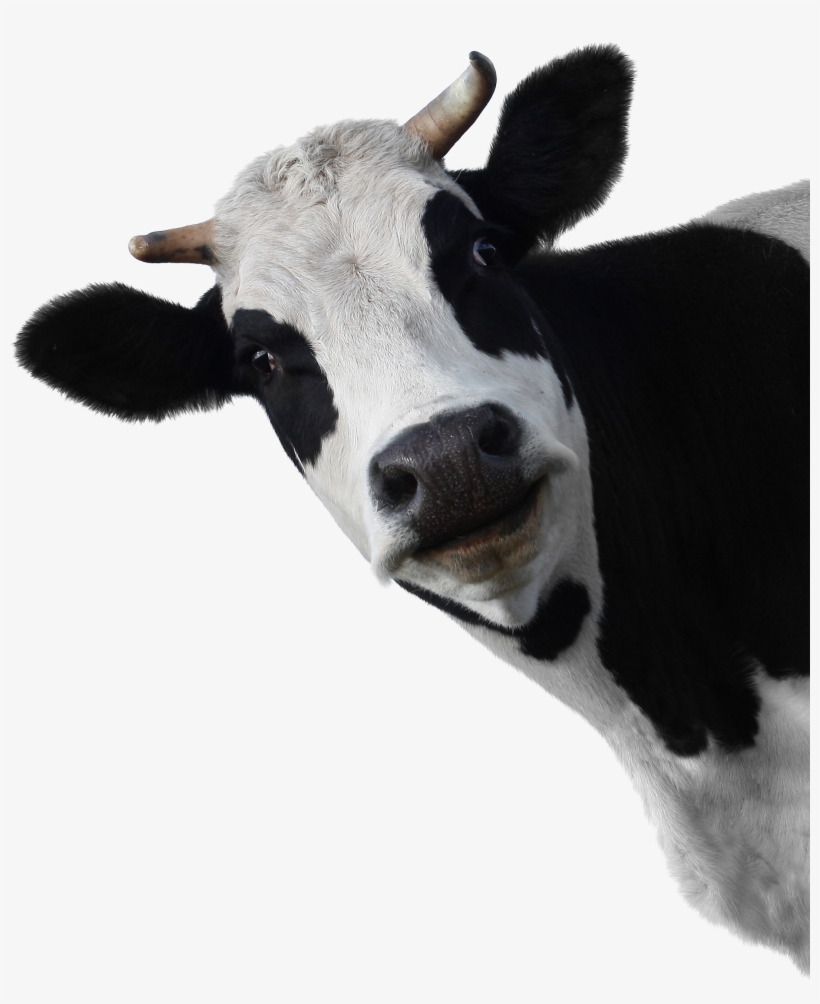 Cow Head White Background, transparent png #537913