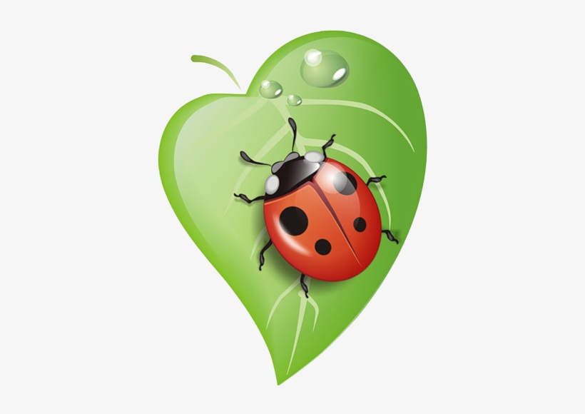 Rock Clipart, Baby Bug, Baby Ladybug, Ladybug Art, - Ladybug On Leaf Drawing, transparent png #538222