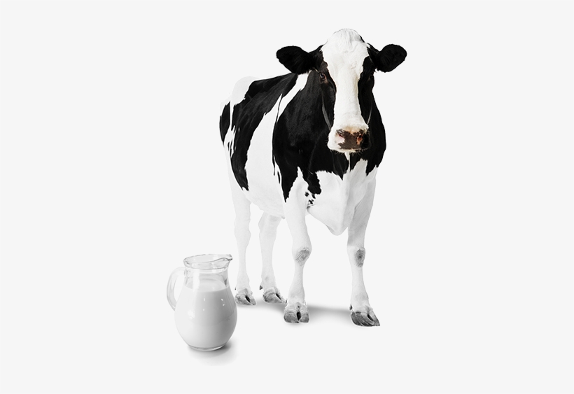 Sistemas De Ordenha - Holstein Cow, transparent png #538223