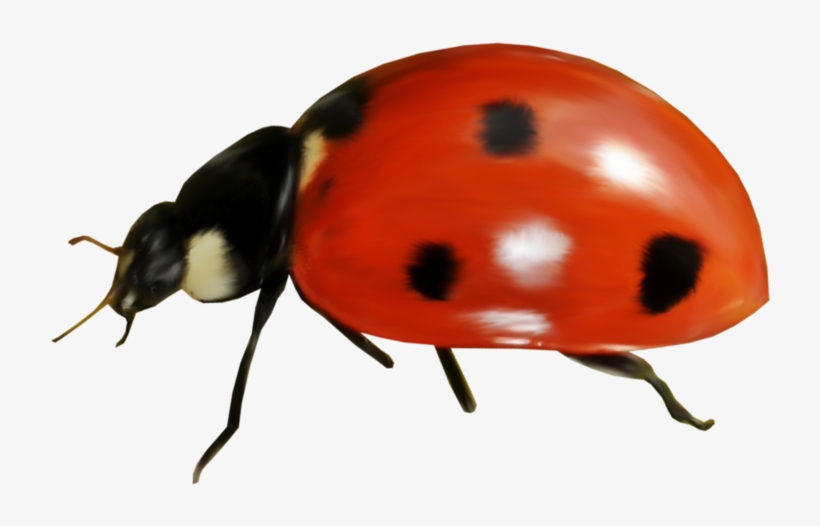 Яндекс - Фотки - Ladybird Beetle, transparent png #538262