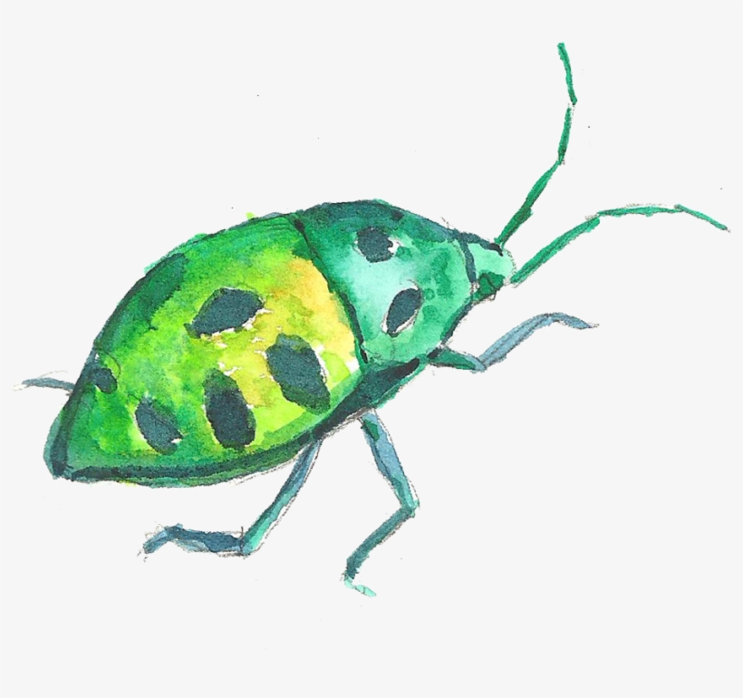 Free Stock Volkswagen Beetle Painting Crawling Green - Insect Watercolor Png, transparent png #538332