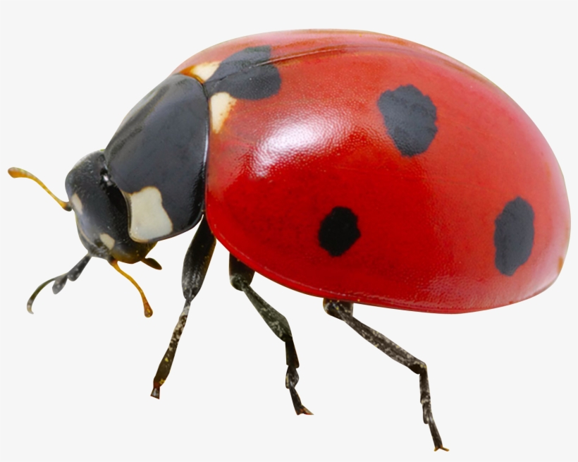 Ladybug Png Transparent Image - Real Ladybug Png, transparent png #538462