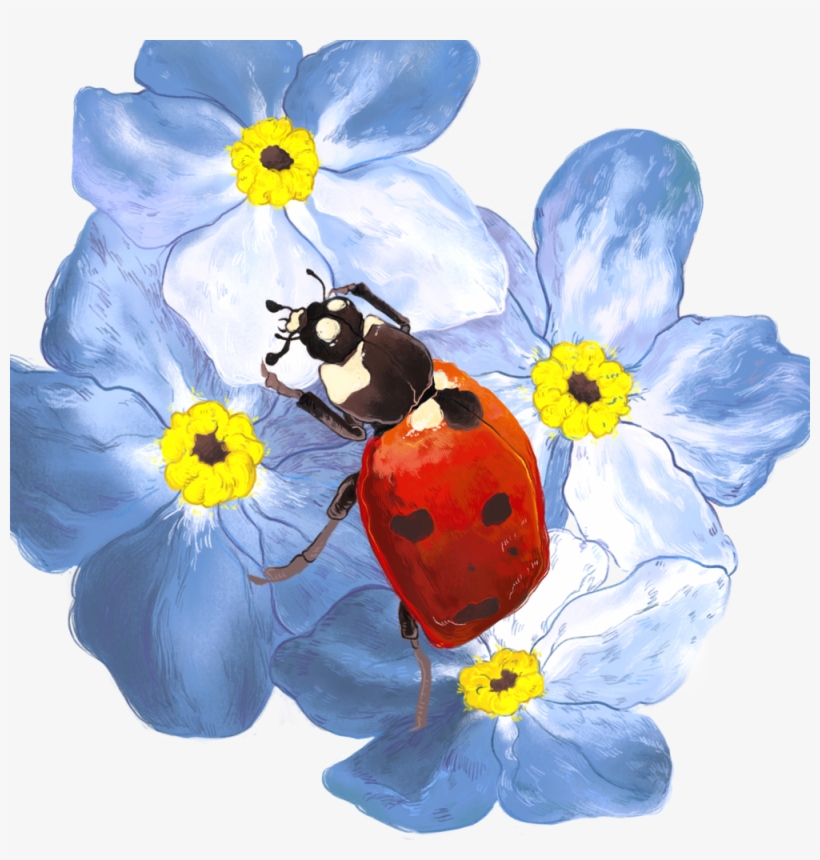 Lady Beetle, transparent png #538524