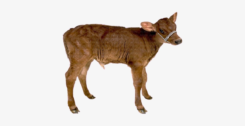 Vaca By Estrellacristal - Mesohippus Horse, transparent png #538591