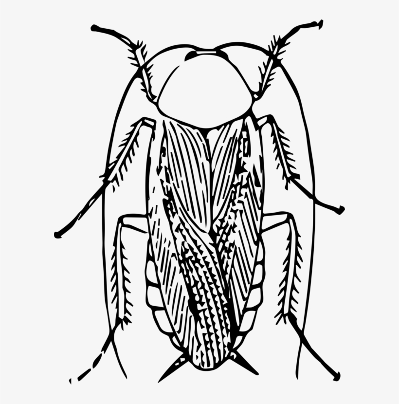 Clip Free Download American Cockroach Black And White - Cockroach Black And White, transparent png #538791