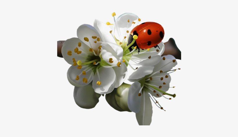 Flws-ladybug - Ladybird On Flower, transparent png #538808
