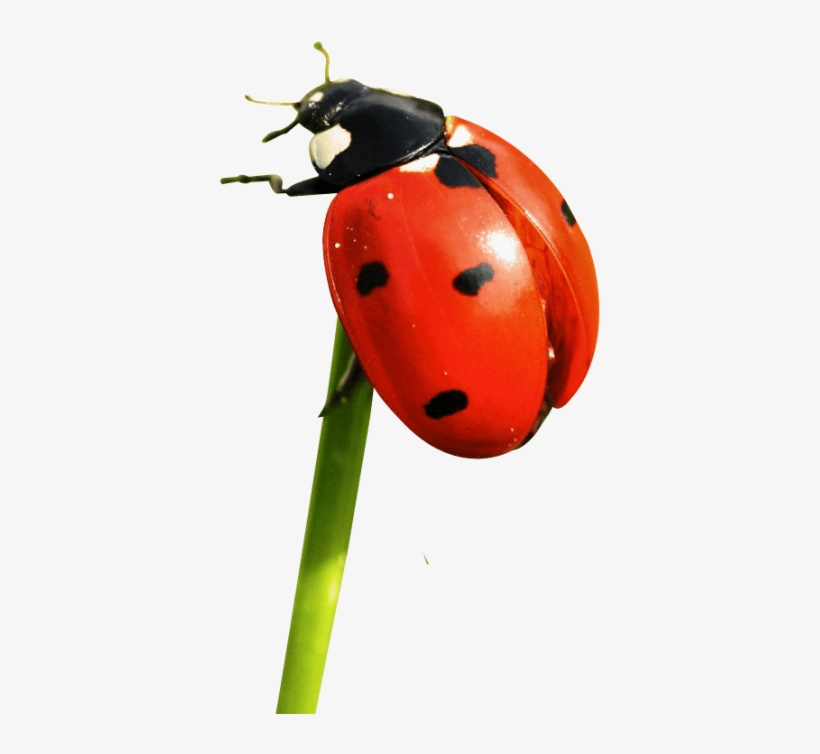 Free Png Ladybug Png Images Transparent - Lady Bug Zoology, transparent png #539863