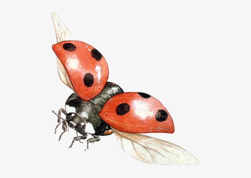 This Image Is Available In Isolated Png Large Resolution - Bedankt Voor Het Medeleven, transparent png #539866