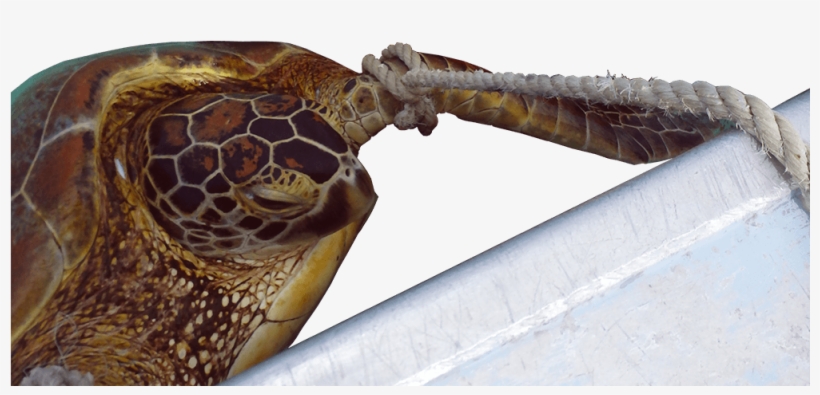 John Parmenter / Wwf-aus - Loggerhead Sea Turtle, transparent png #5300333