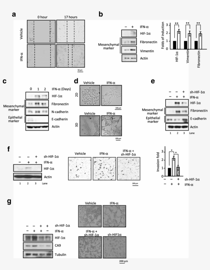 Funtional Hif 1α Expression Plays A Critical Role In - Common Fig, transparent png #5328967