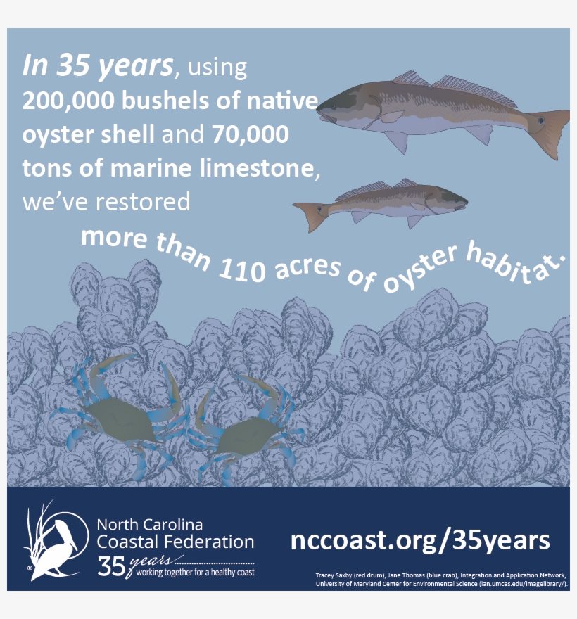 Today Is National Oyster Day, And Here At The North - Oyster, transparent png #5353970