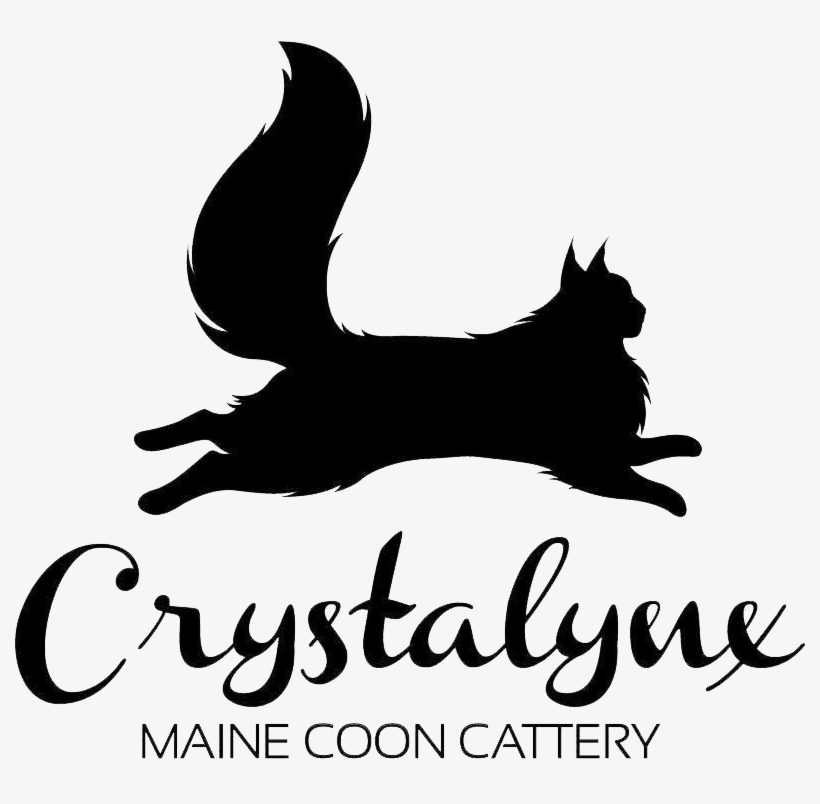 Crystalynx Is A Maine Coon Cattery Based In Pattaya, - Maine Coon, transparent png #5356776