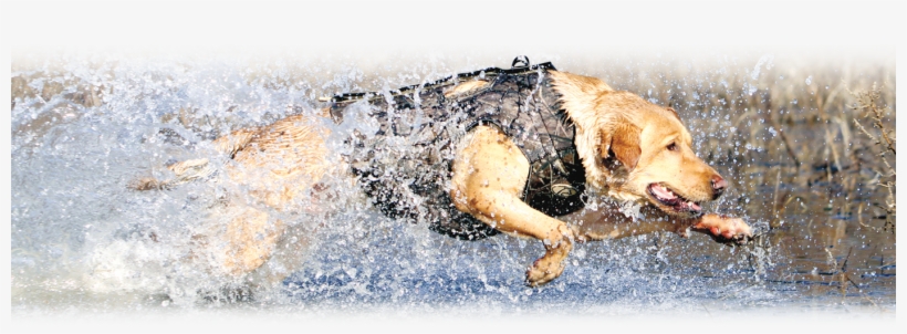 Dog Days Coming In - Cabela's, transparent png #5360379