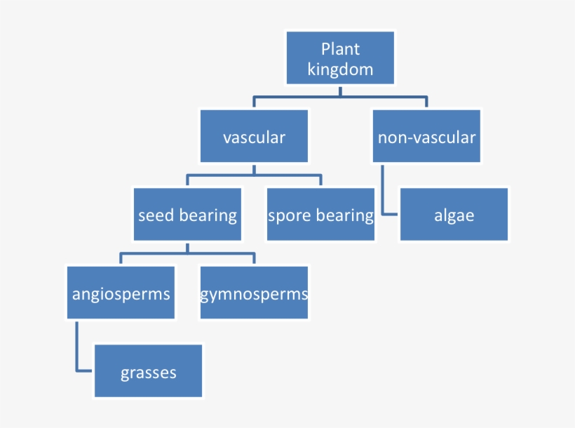 Example Of Plant Classification - Classification Of Plants Concept Map, transparent png #5372742