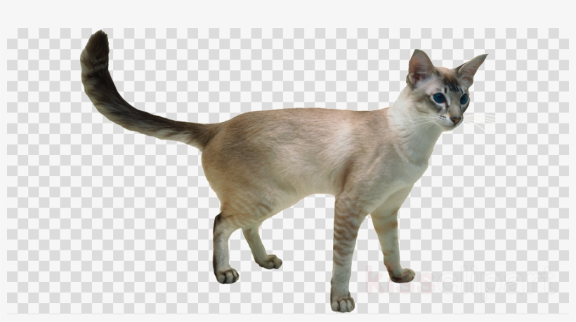 Javanese Cat Clipart Javanese Cat Balinese Cat Japanese - Bbq Butler Wax Paper Food Basket Liners - Deli / Bbq, transparent png #5376478