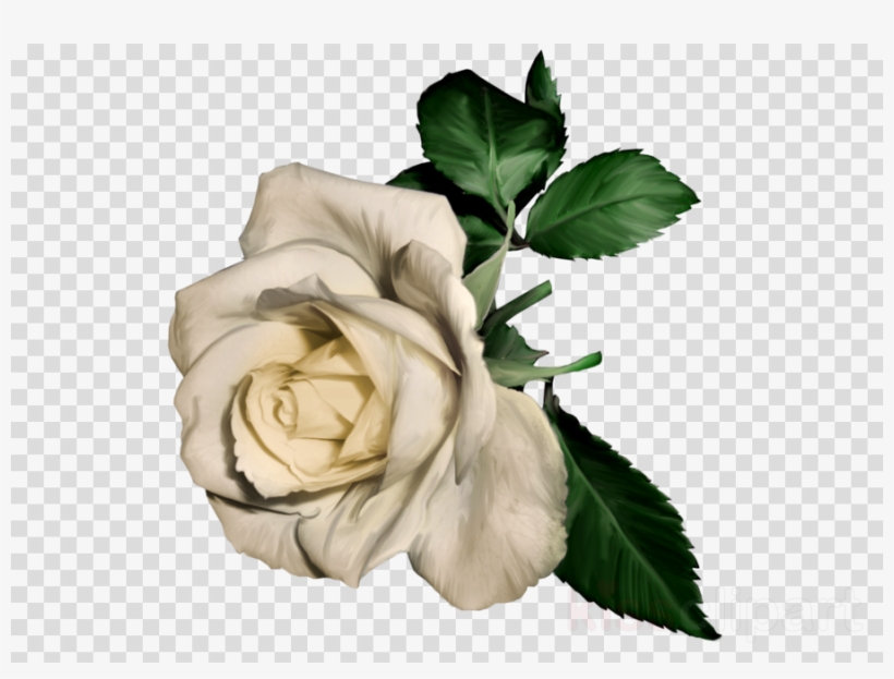 Rose Clipart Rose Flower Clip Art - White Roses Painting, transparent png #5380438