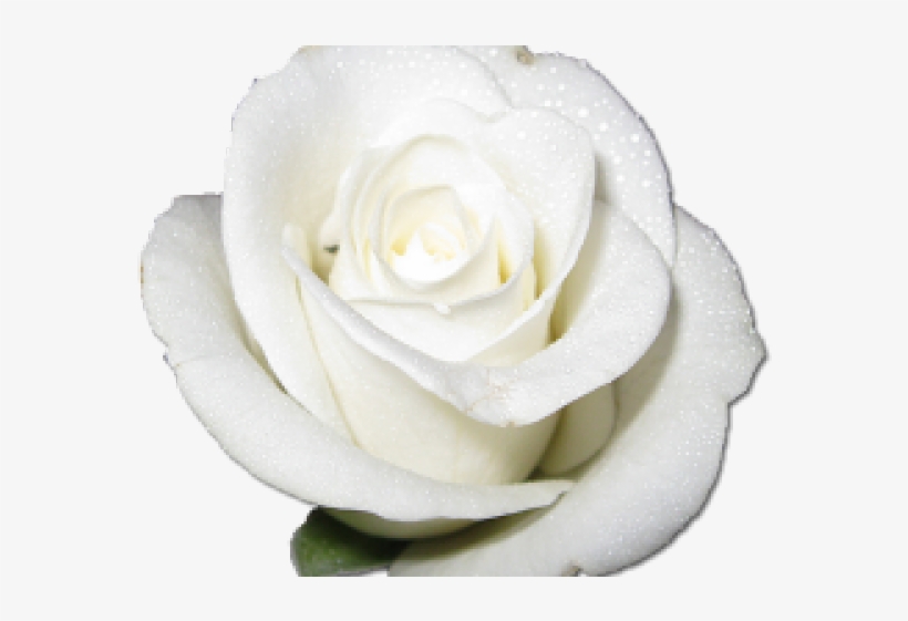 Roses Clipart Png, transparent png #5380448