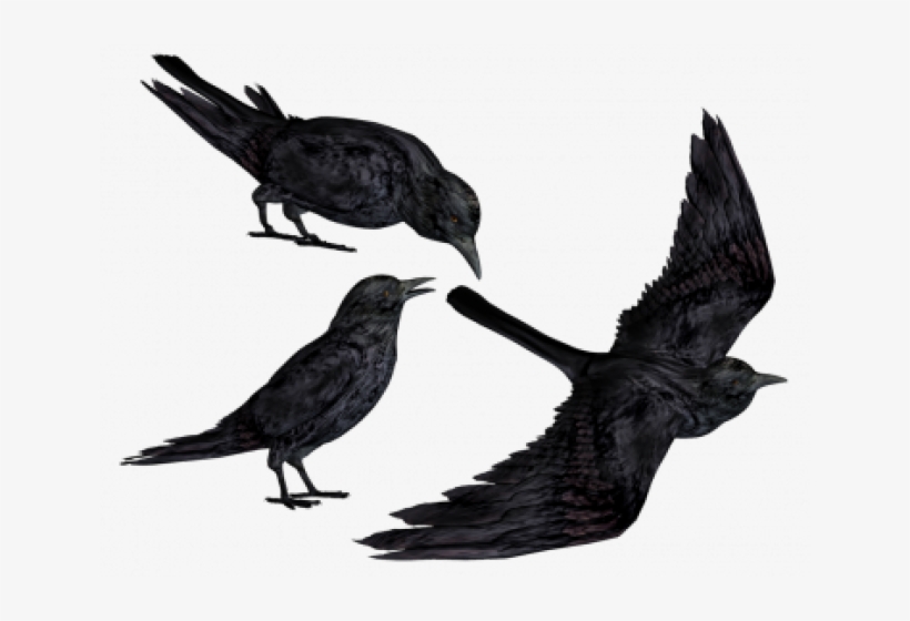 Raven Clipart Transparent Background - Black Crows Png, transparent png #5382080
