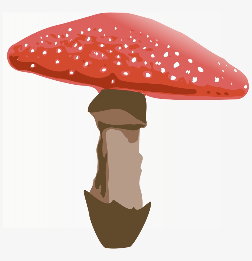 Amanita Muscaria Png Clipart Fly Agaric Clip Art - Mushroom Clipart Transparent Background, transparent png #5383227