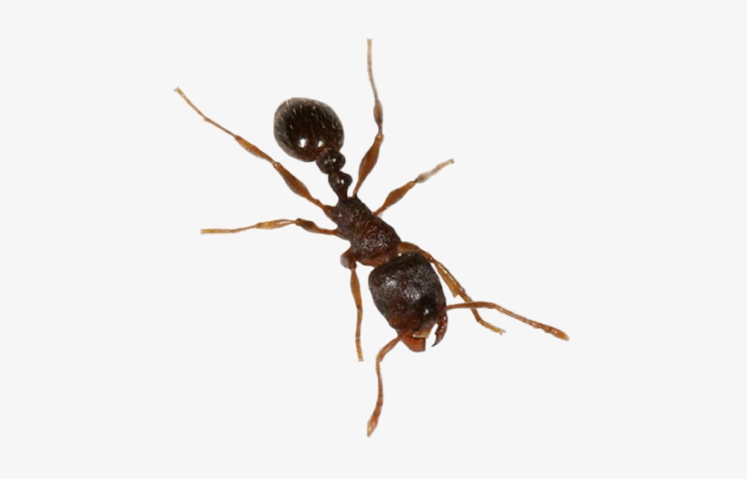 Ants Clipart Transparent Background - Ant With No Background, transparent png #5386145
