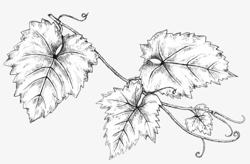 Grapeleaves Linedrawing - Portable Network Graphics, transparent png #5389341
