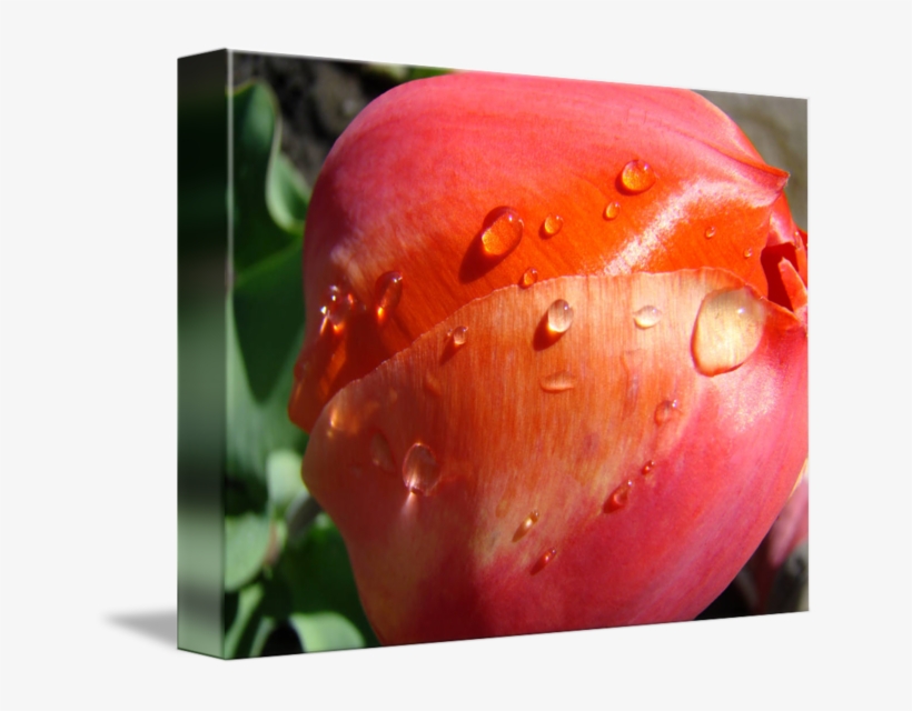 Raindrops Transparent Rose Rain - Flower, transparent png #5392405