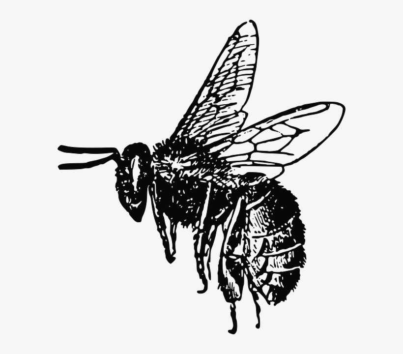 Bee Drawing Bee Drawing, Outline Drawings, Free Pictures, - Bee Black And White Png, transparent png #5392857
