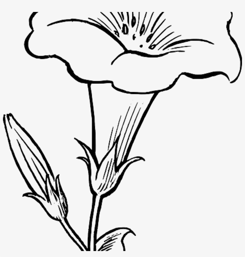 Flower Outline Drawing Black White Flowers Free Dinosaur - Lily Flower Clipart Black And White, transparent png #5393773