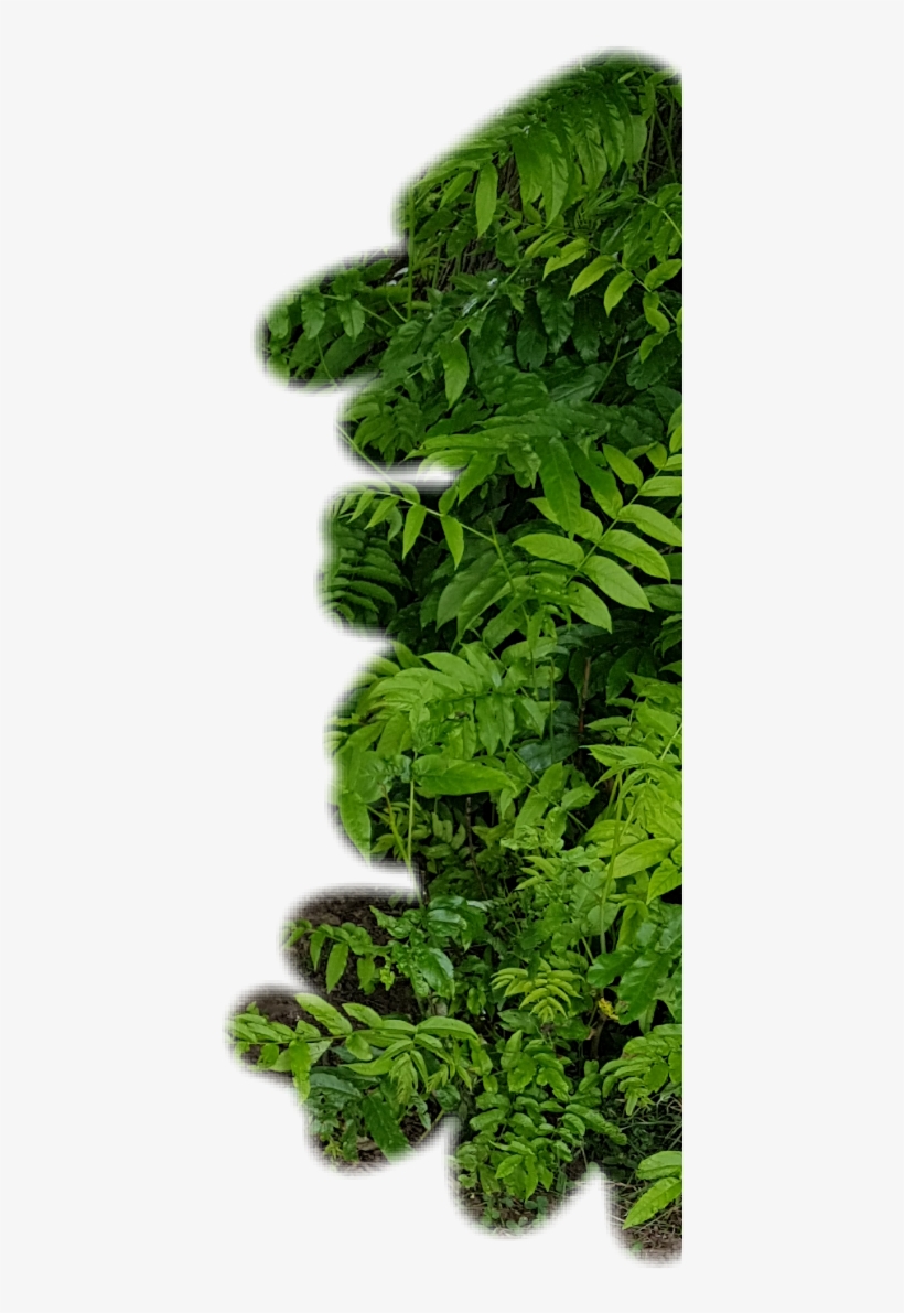 Report Abuse - Tree, transparent png #5396403