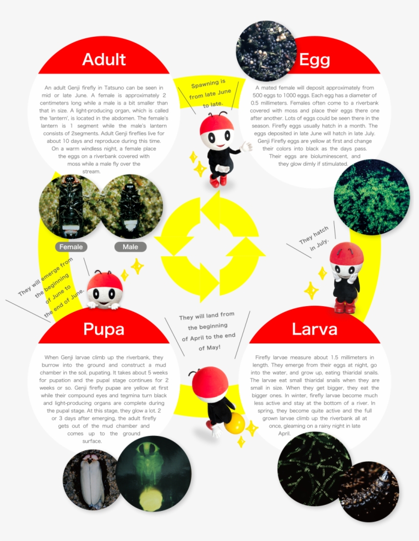 ホタルの一生 - Firefly, transparent png #5396767