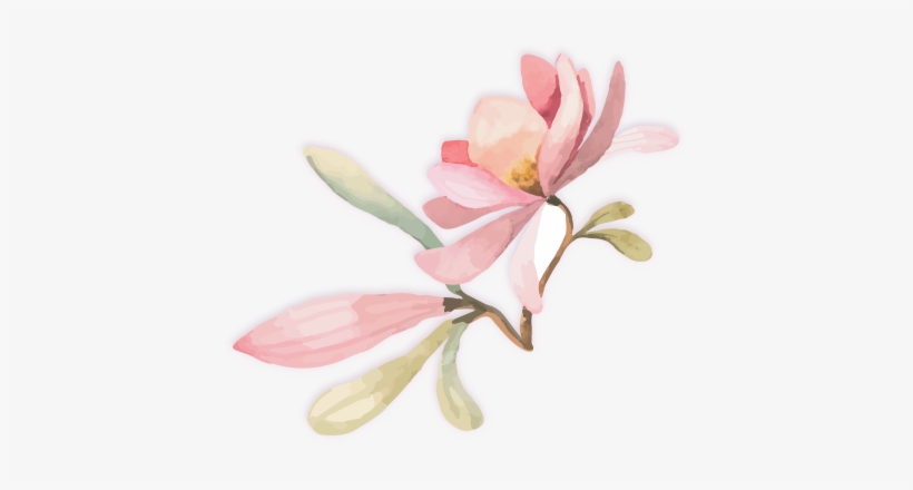 Autologus Reconstruction - Chinese Magnolia, transparent png #540201