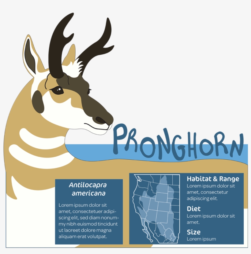 Pronghorn Finished 72 - Pronghorn, transparent png #540568