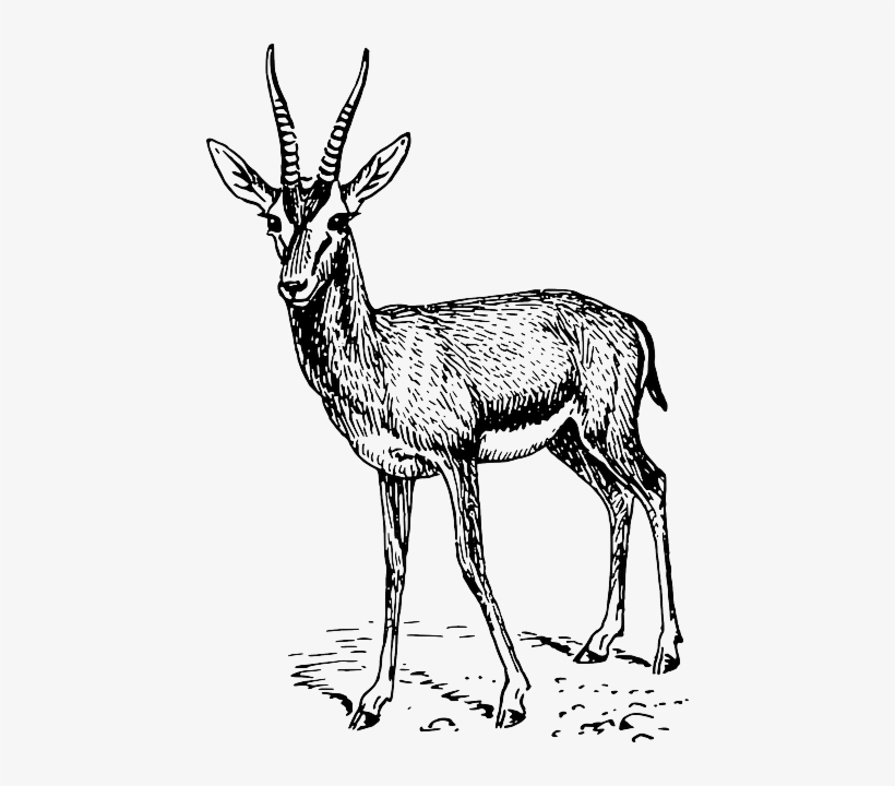 Drawing, Standing, Animal, Mammal, Gazelle, Antlers - Springbok Black And White, transparent png #540642