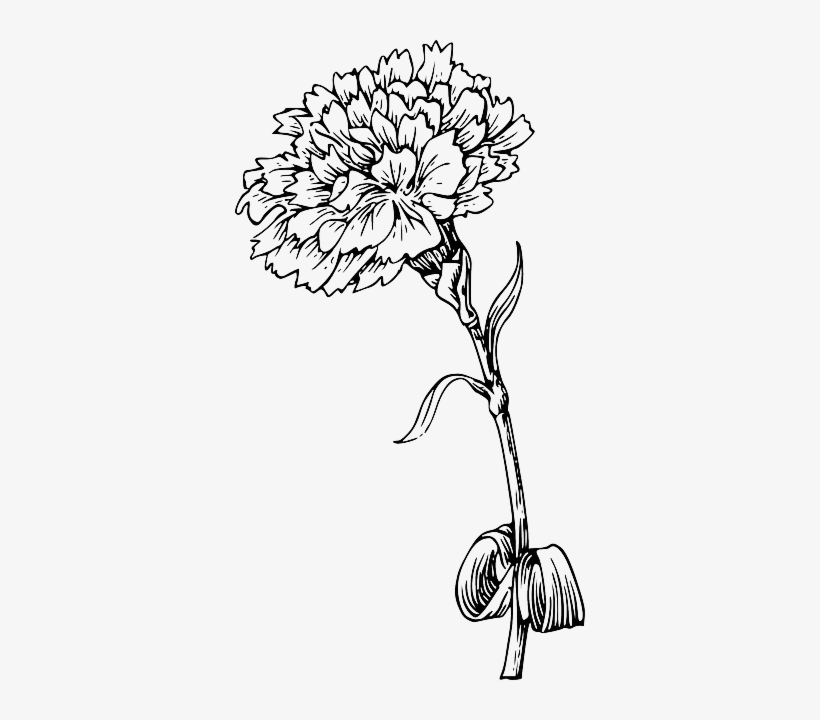 Flower Outline Png Marigold Flower Black And White Free Transparent