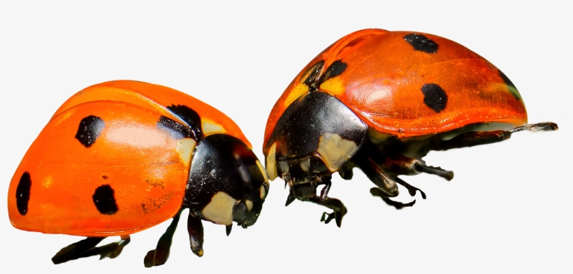Lady Bug Png, transparent png #541204