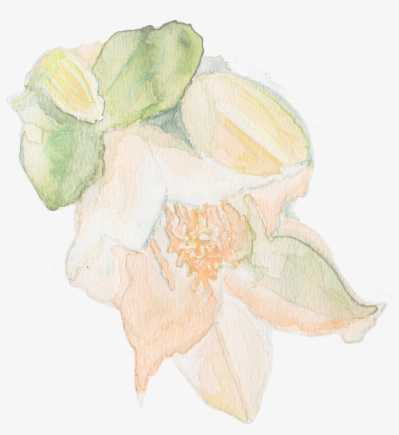 New Pattern Is Inspired By The Flowers Growing In Spanish, transparent png #541245