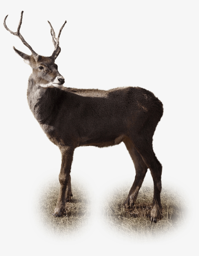 Deer, transparent png #541268