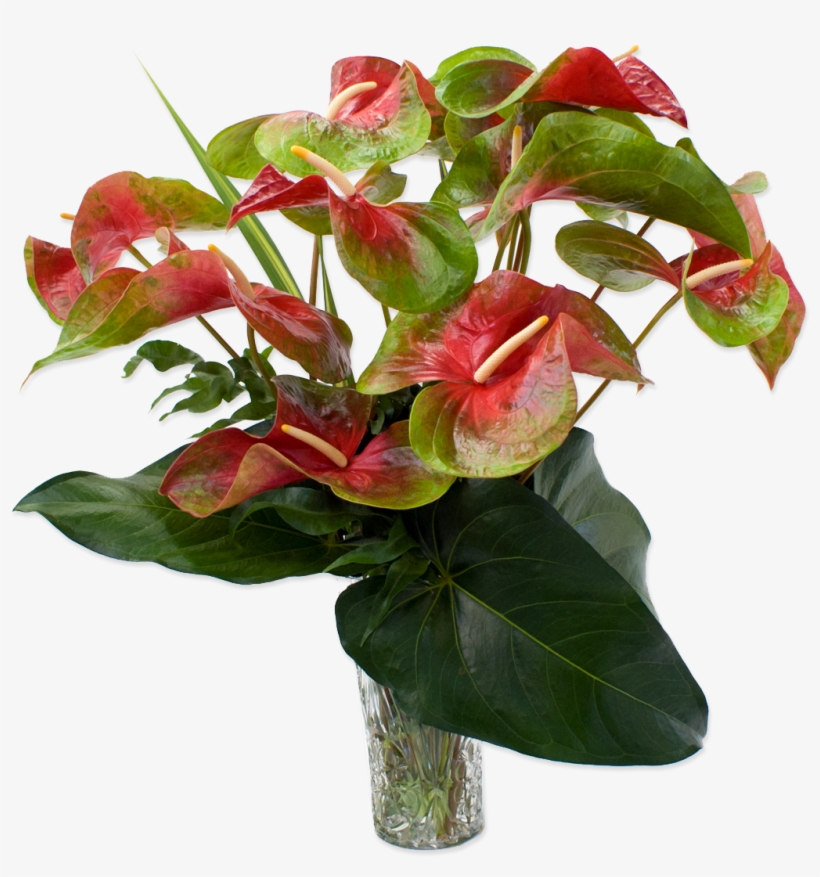 Anthurium Hawaiian Flowers, transparent png #542424