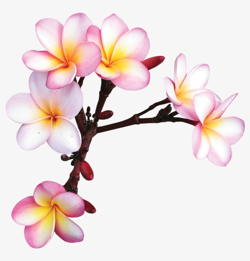 Фотки Exotic Flowers, Tropical Flowers, Colorful Flowers, - Frame Flower Kamboja Png, transparent png #542427