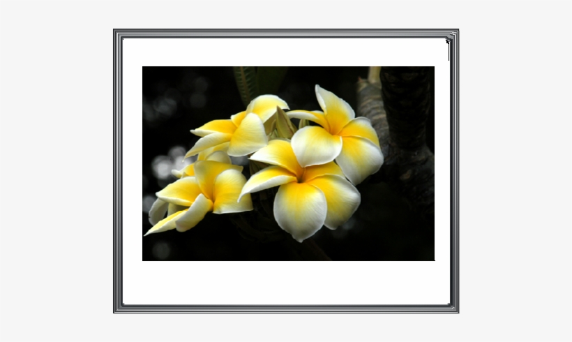 Photo Hawaiian-flowers - Hawaiian Flowers, transparent png #542448