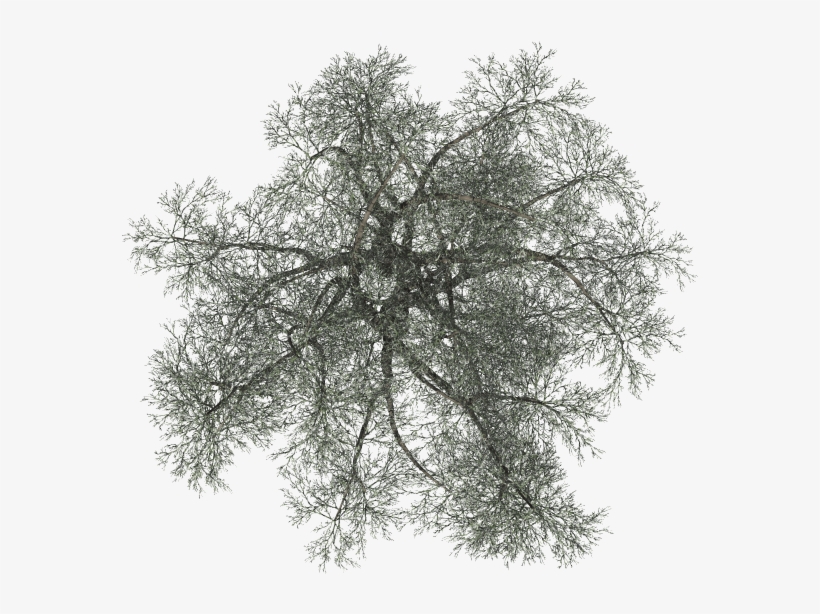 24 Mar 2009 - Pond Pine, transparent png #542690