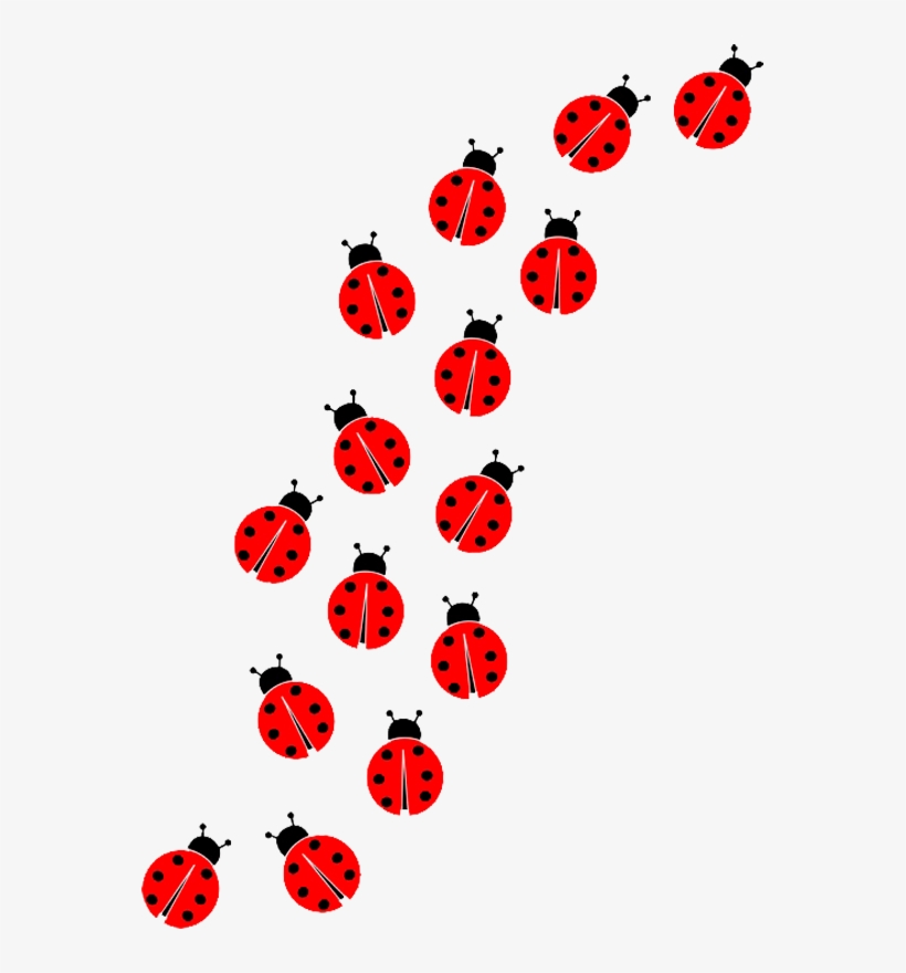 Ladybug Insect Transparent Images - Imagem Da Ladybug Png, transparent png #543152