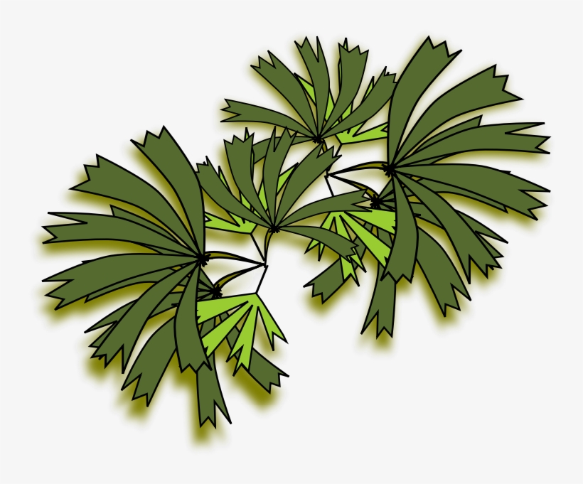 Clipart Resolution 800*800 - Rhapis Excelsa Top View, transparent png #543419