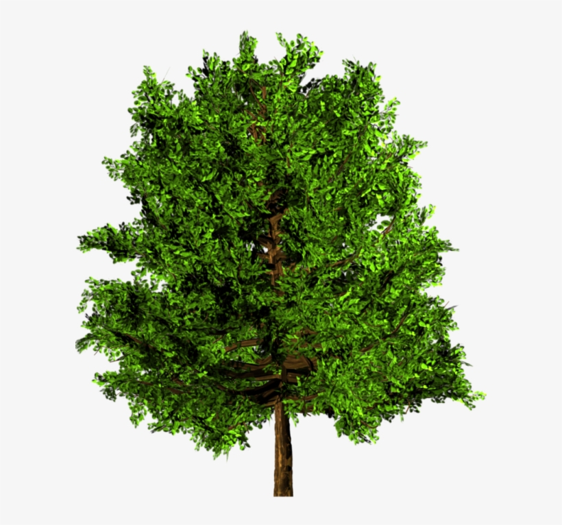 Tree Plan View Source - Sycamore Tree Png, transparent png #544011